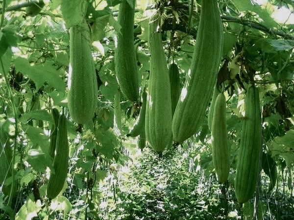純国産の植物原料を使用